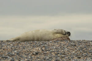 Robben_Duene_Helgoland_Web_34