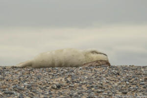 Robben_Duene_Helgoland_Web_35