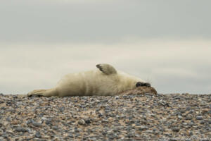 Robben_Duene_Helgoland_Web_37