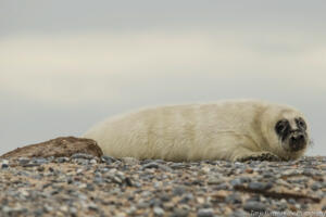 Robben_Duene_Helgoland_Web_38