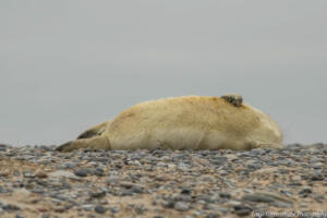 Robben_Duene_Helgoland_Web_39