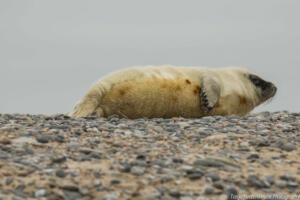 Robben_Duene_Helgoland_Web_40