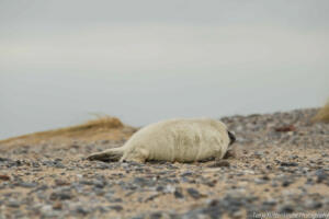 Robben_Duene_Helgoland_Web_41