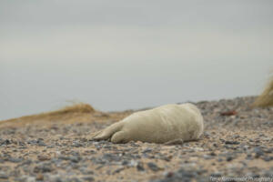 Robben_Duene_Helgoland_Web_42