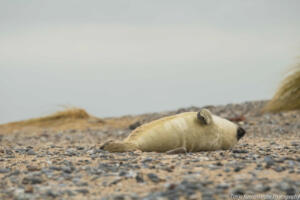 Robben_Duene_Helgoland_Web_43