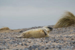 Robben_Duene_Helgoland_Web_44