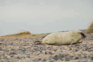 Robben_Duene_Helgoland_Web_45