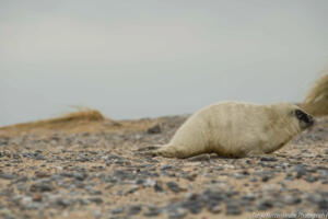 Robben_Duene_Helgoland_Web_46