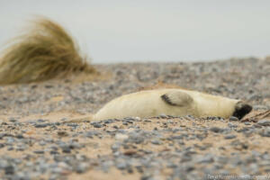 Robben_Duene_Helgoland_Web_47