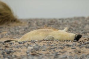 Robben_Duene_Helgoland_Web_48