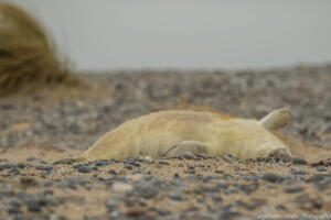 Robben_Duene_Helgoland_Web_49