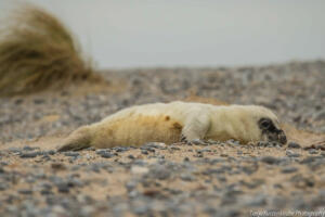 Robben_Duene_Helgoland_Web_50