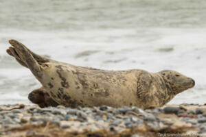 Robben_Duene_Helgoland_Web_83