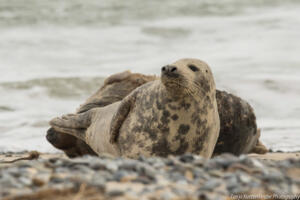 Robben_Duene_Helgoland_Web_84