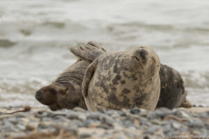 Robben_Duene_Helgoland_Web_85