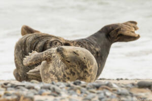 Robben_Duene_Helgoland_Web_87