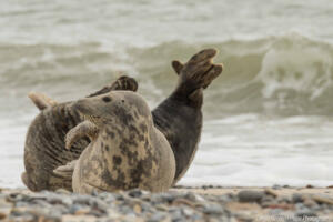 Robben_Duene_Helgoland_Web_88