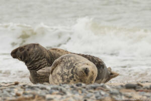 Robben_Duene_Helgoland_Web_89