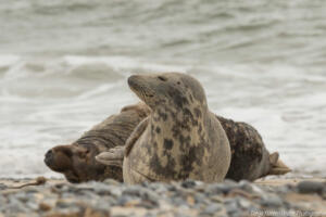 Robben_Duene_Helgoland_Web_90