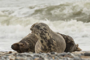 Robben_Duene_Helgoland_Web_91