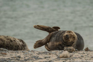 Robben_Duene_Helgoland_Web_92