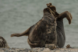 Robben_Duene_Helgoland_Web_93