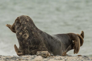 Robben_Duene_Helgoland_Web_94