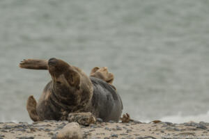 Robben_Duene_Helgoland_Web_96