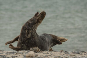 Robben_Duene_Helgoland_Web_98