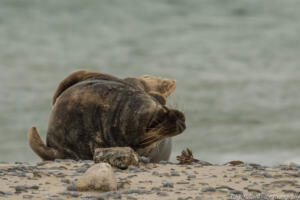 Robben_Duene_Helgoland_Web_99