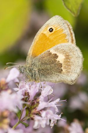 Wiesenvoegelchen_Web_01