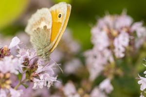 Wiesenvoegelchen_Web_02