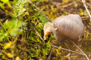 2017_Steinbruch_Weinbergschnecke_Web_01