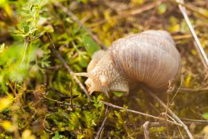 2017_Steinbruch_Weinbergschnecke_Web_02