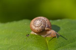 Fuldaaue_Schnecke_Web_01