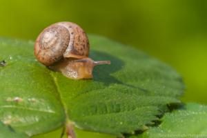 Fuldaaue_Schnecke_Web_02