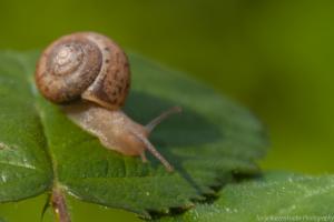 Fuldaaue_Schnecke_Web_03