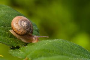 Fuldaaue_Schnecke_Web_04