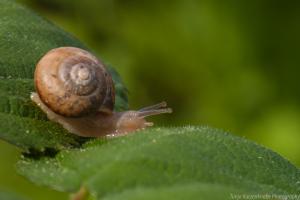 Fuldaaue_Schnecke_Web_05