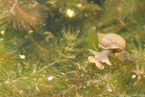 Schnecken zu Wasser