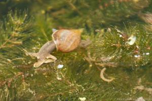 Fuldaaue_Wasserschnecke_Web_07