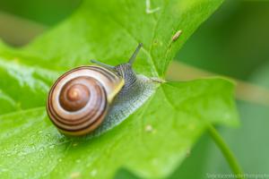 Karlsaue_Schnecke_Web_03