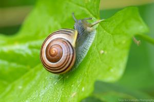 Karlsaue_Schnecke_Web_04