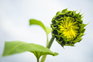 Sonnenblumen mit dem Ur-Helios