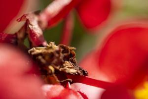 BotanischerGarten_Krabbenspinne_Web_01