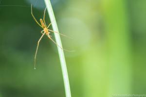 Karlsaue_Spinne_Web_01