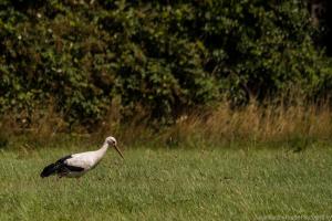 Stoerche_Sandershausen_web091
