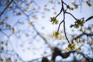 Kirschblüte 2022 (Takumar)