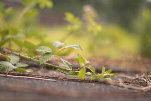 Vergaengliches_Takumar_Web_08