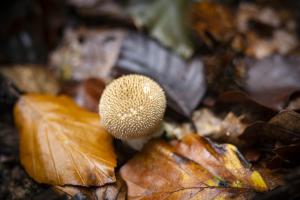 Pilze im Urwald (Tessar)